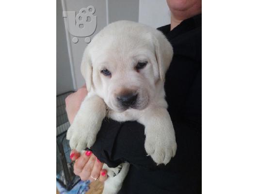Προς πώληση Labrador Retriever Σκύλοι και κουτάβια